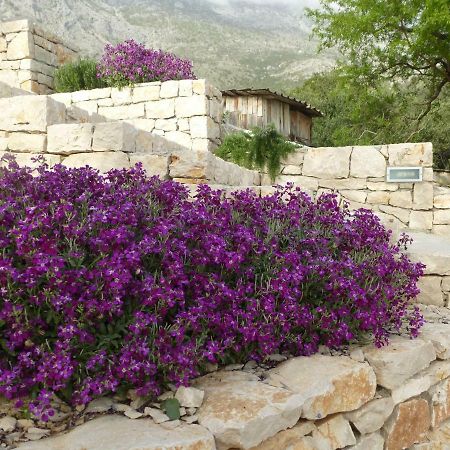 Villa Kuca Za Odmor Viola à Živogošće Extérieur photo